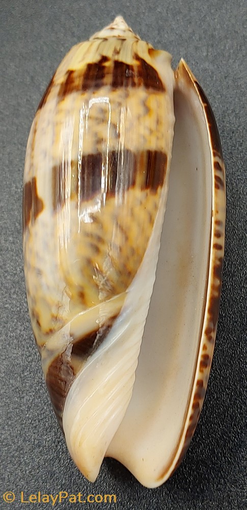 Oliva miniacea tremulina 4 coquillage fossile gastropodum oliva miniacea tremulina