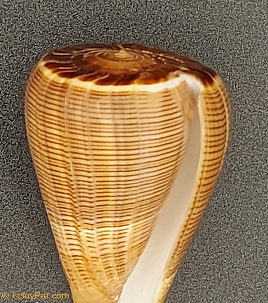 coquillage fossile gastropodum conus figulinus