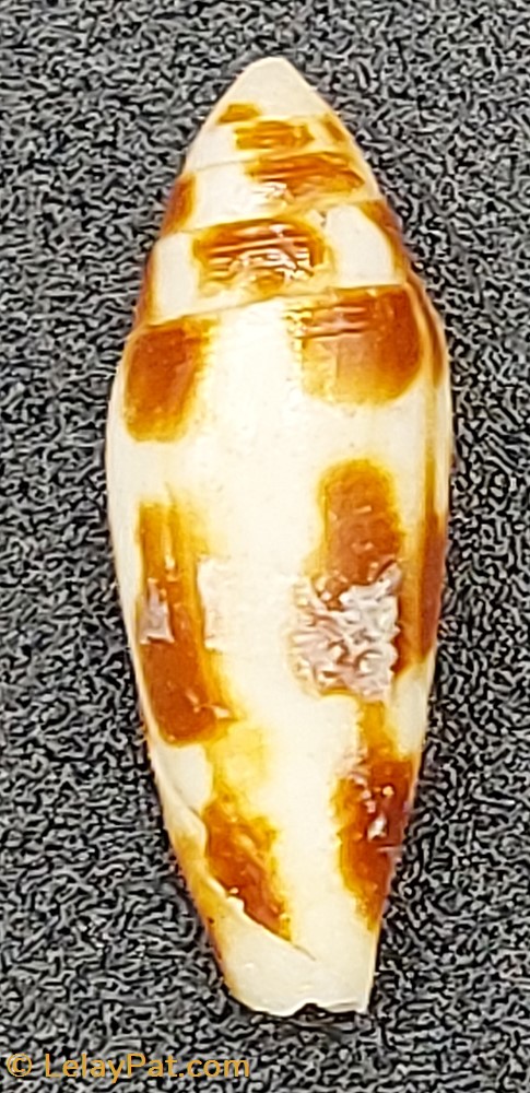 coquillage fossile gastropodum conus mitratus