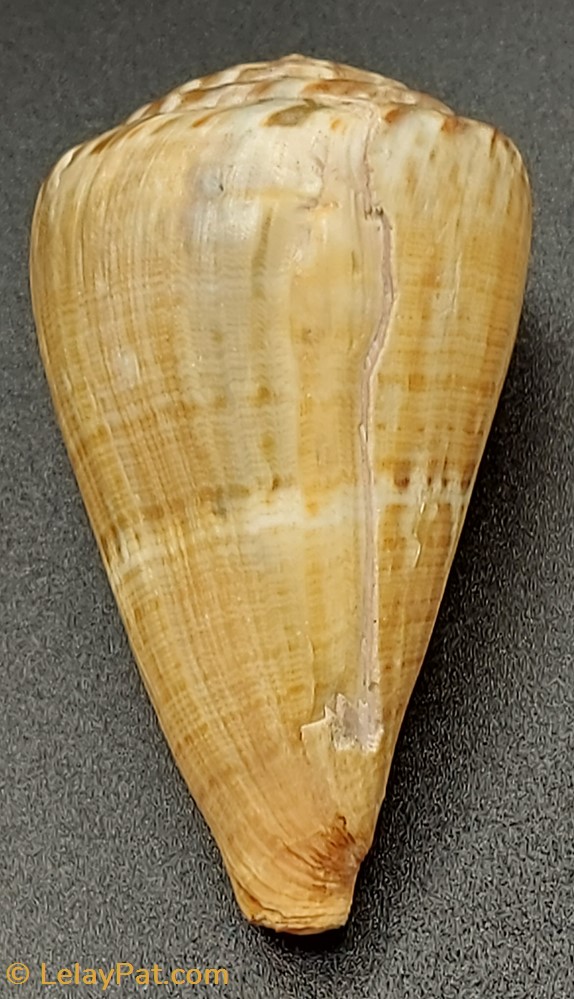 Conus vexillum coquillage fossile gastropodum conus vexillum