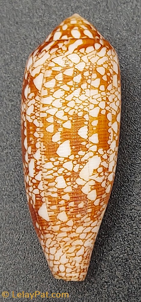 conus auricomus coquillage fossile gastropodum conus auricomus