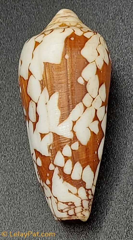 Conus episcopus coquillage fossile gastropodum conus episcopus