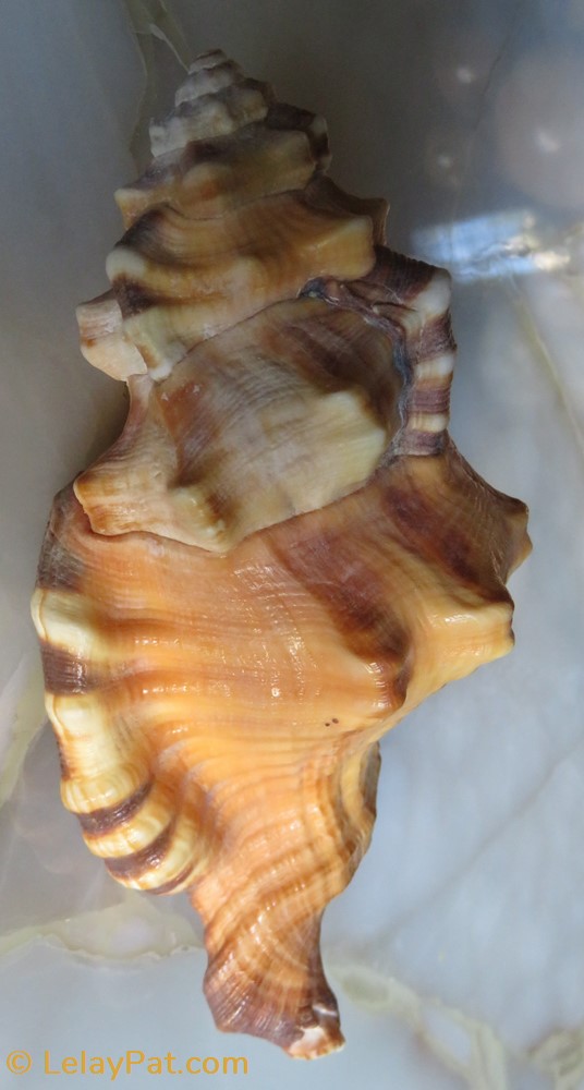 Lotoria lotoria coquillage fossile gastropodum lotoria lotoria