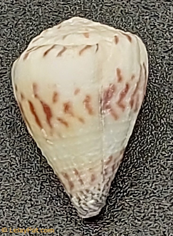 coquillage fossile gastropodum conus sponsalis