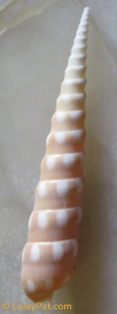 coquillage fossile gastropodum terebra guttata