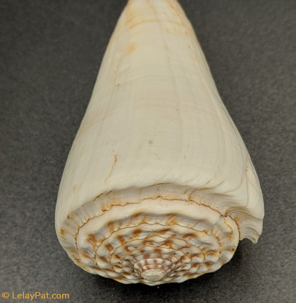 Conus leopardus albinos (?) coquillage fossile gastropodum conus leopardus albinos