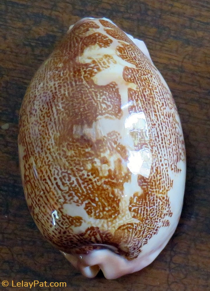 coquillage fossile gastropodum leporicypraea mappa porcelaine carte