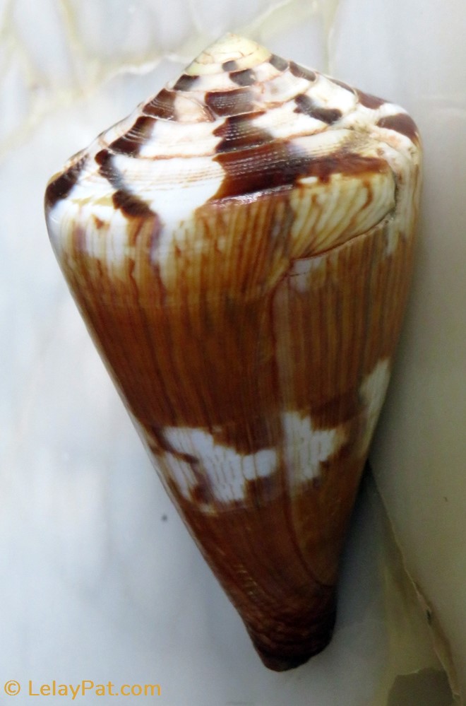Conus vexillum 4 coquillage fossile gastropodum conus vexillum