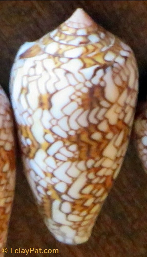 Conus textile coquillage fossile gastropodum conus textile