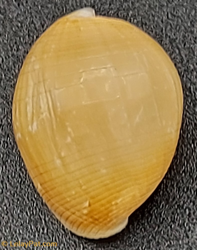 Bulla striata albina coquillage fossile gastropodum bulla striata albina