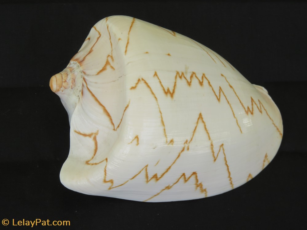 Cymbiola nobilis coquillage fossile gastropodum cymbiola nobilis