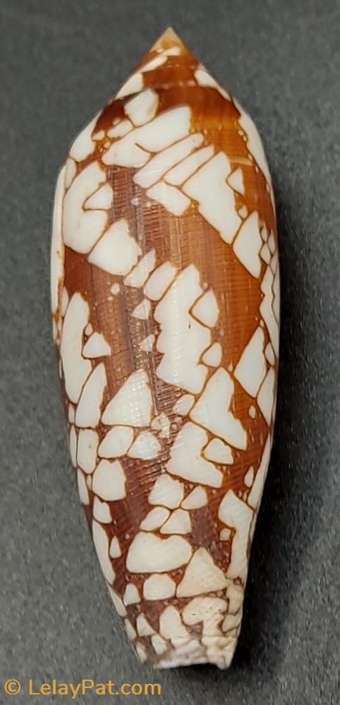 coquillage fossile gastropodum conus aulicus