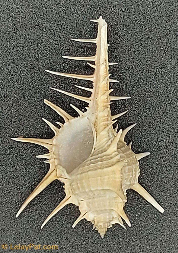 Murex coquillage fossile gastropodum murex