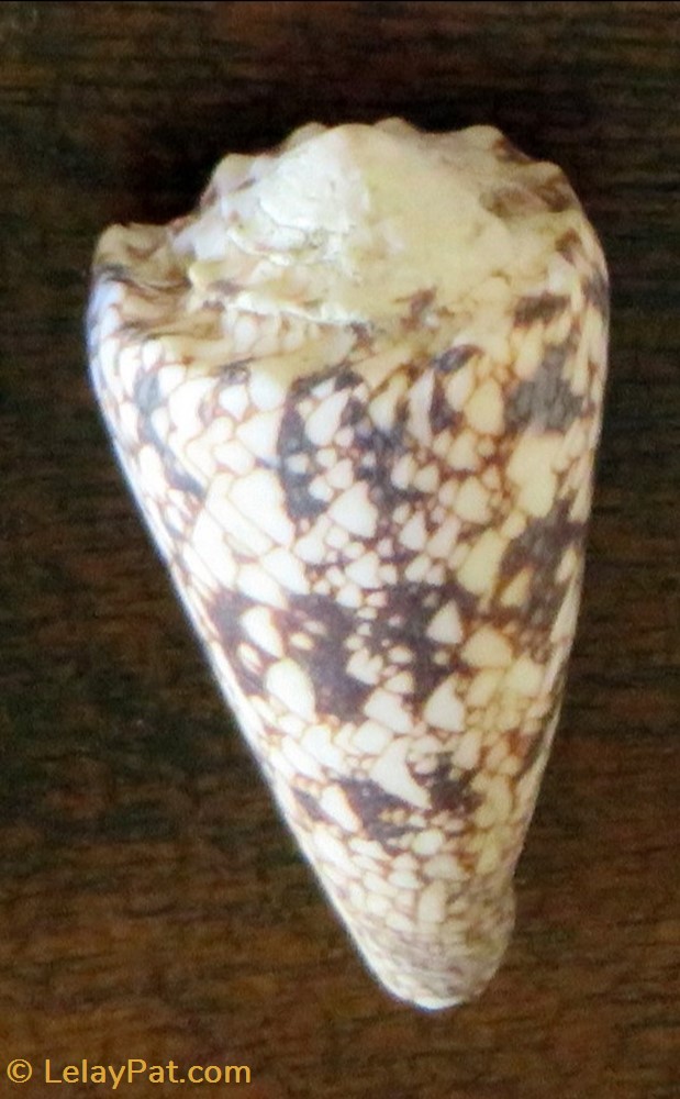 Conus araneosus 5 coquillage fossile gastropodum conus araneosus