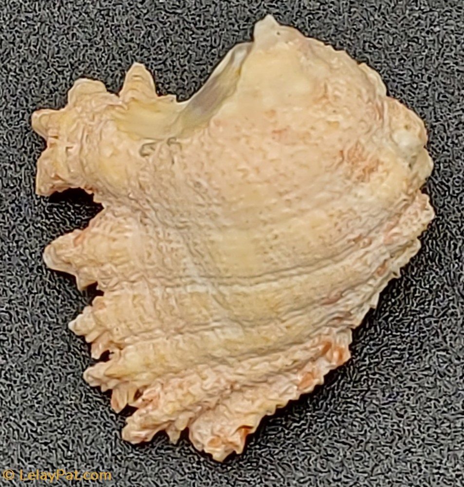 Drupa grossularia coquillage fossile gastropodum drupa grossularia