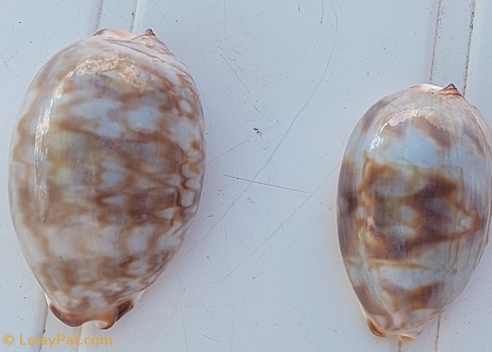 coquillage fossile gastropodum cypraea juvenile mauricia