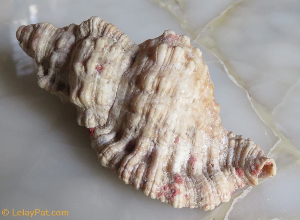Monoplex nicobaricus 2 coquillage fossile gastropodum monoplex nicobaricus