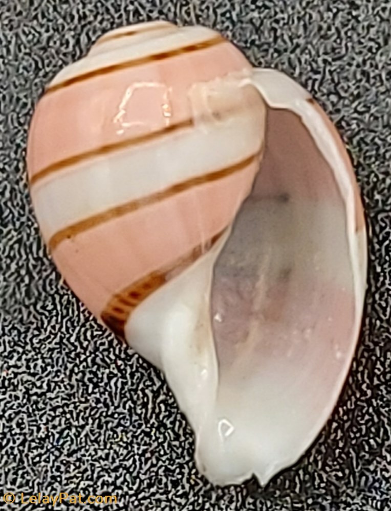 Amplustrum amplustre coquillage fossile gastropodum amplustrum amplustre