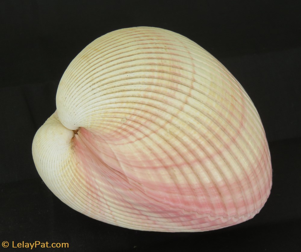Coque géante coquillage fossile bivalvium coque geante