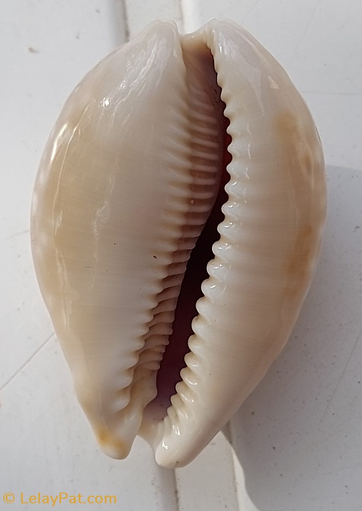 Lyncinia vitellus 2 coquillage fossile gastropodum lyncinia vitellus