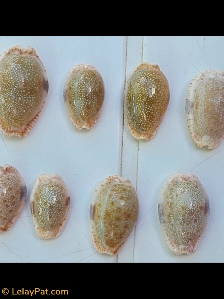 coquillage fossile gastropodum erosaria erosa porcelaine erodee