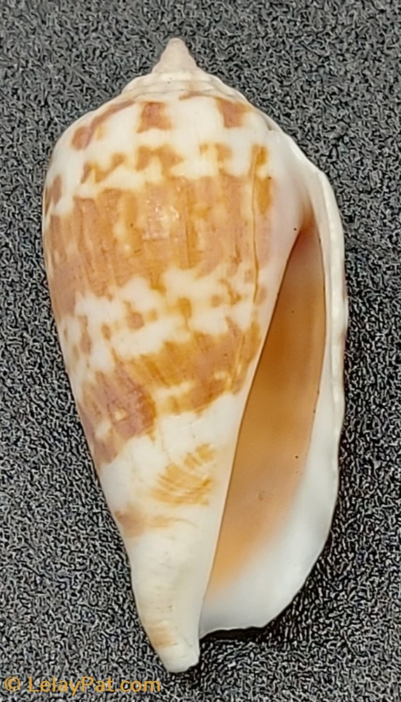 coquillage fossile gastropodum decorus conomurex