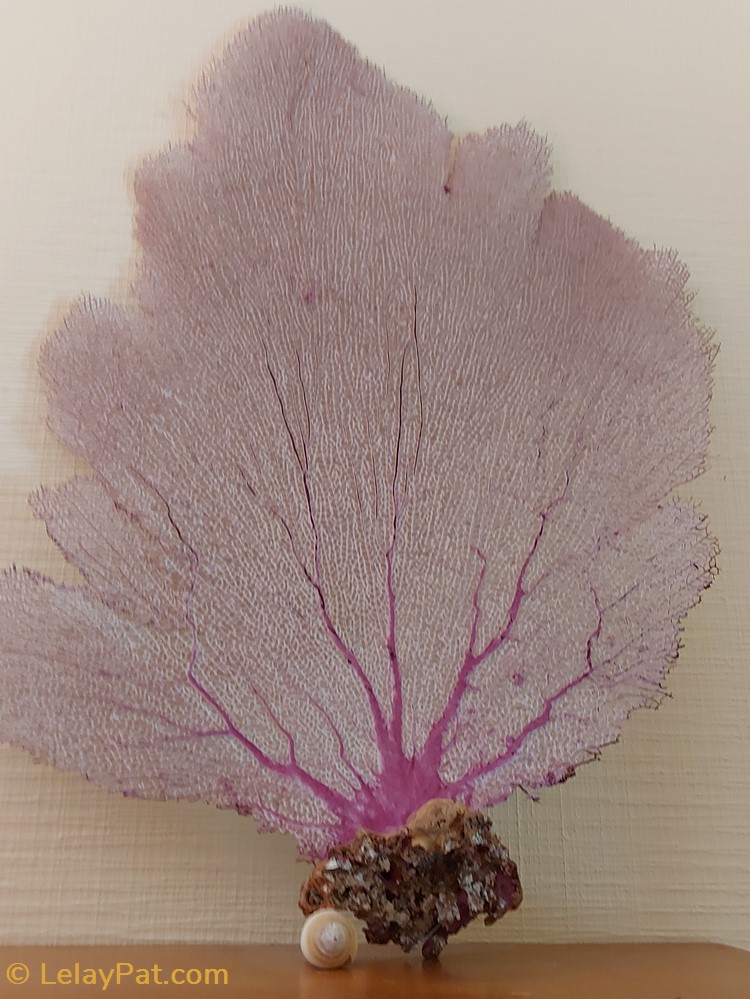 Gorgonia ventalina coquillage fossile cnidaire anthozoa coraux et anemone gorgonia ventalina