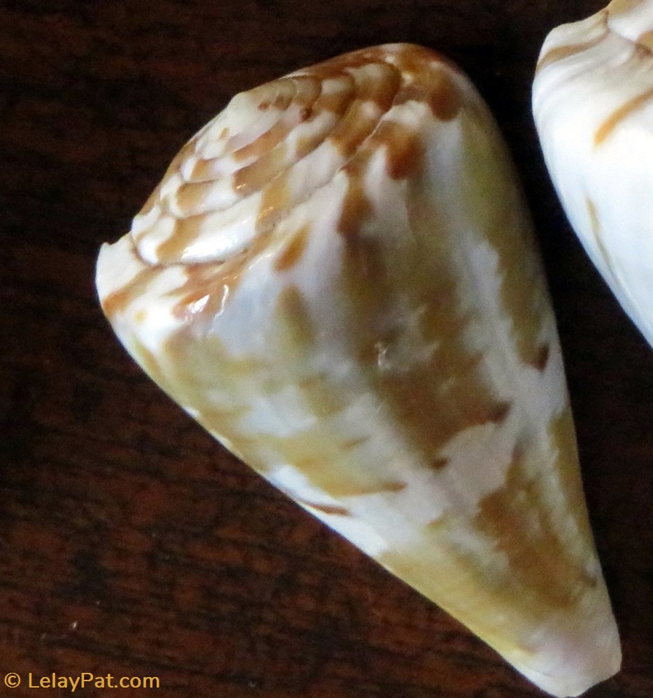 Conus vexillum 2 coquillage fossile gastropodum conus vexillum