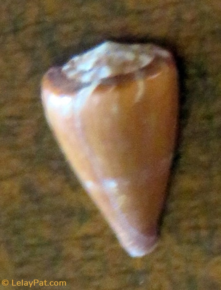 Conus rattus tahitensis coquillage fossile gastropodum conus rattus tahitensis