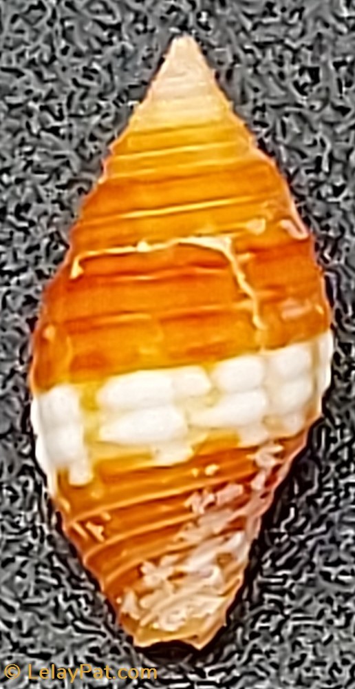 Mitra cucumerina 4 coquillage fossile gastropodum mitra cucumerina