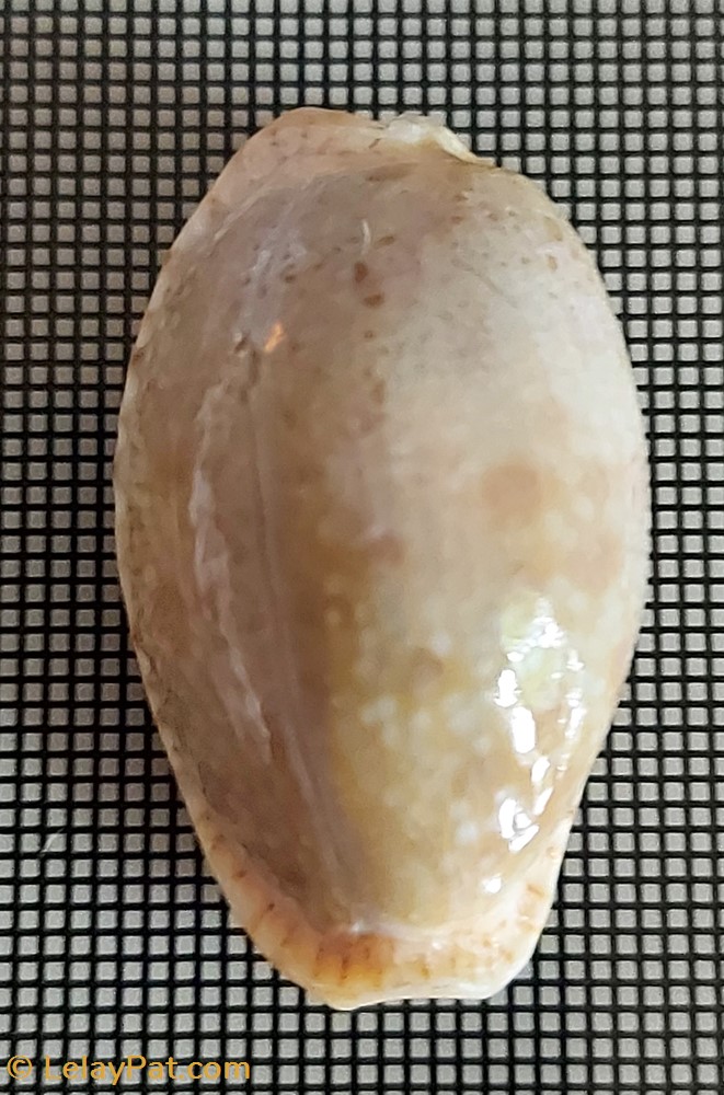 coquillage fossile gastropodum erosaria erosa chlorizans