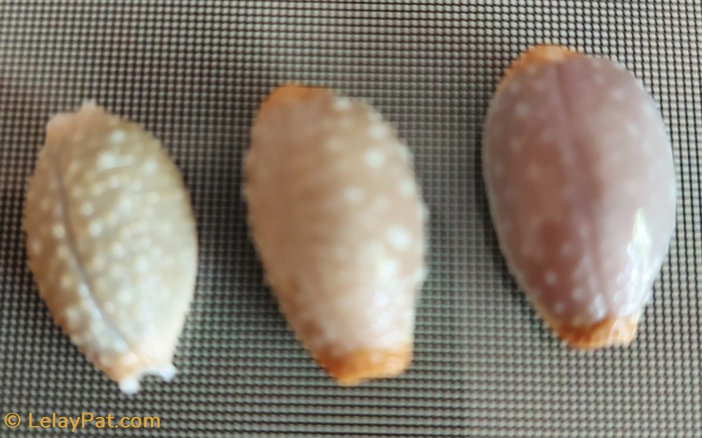 coquillage fossile gastropodum staphylaea staphylaea