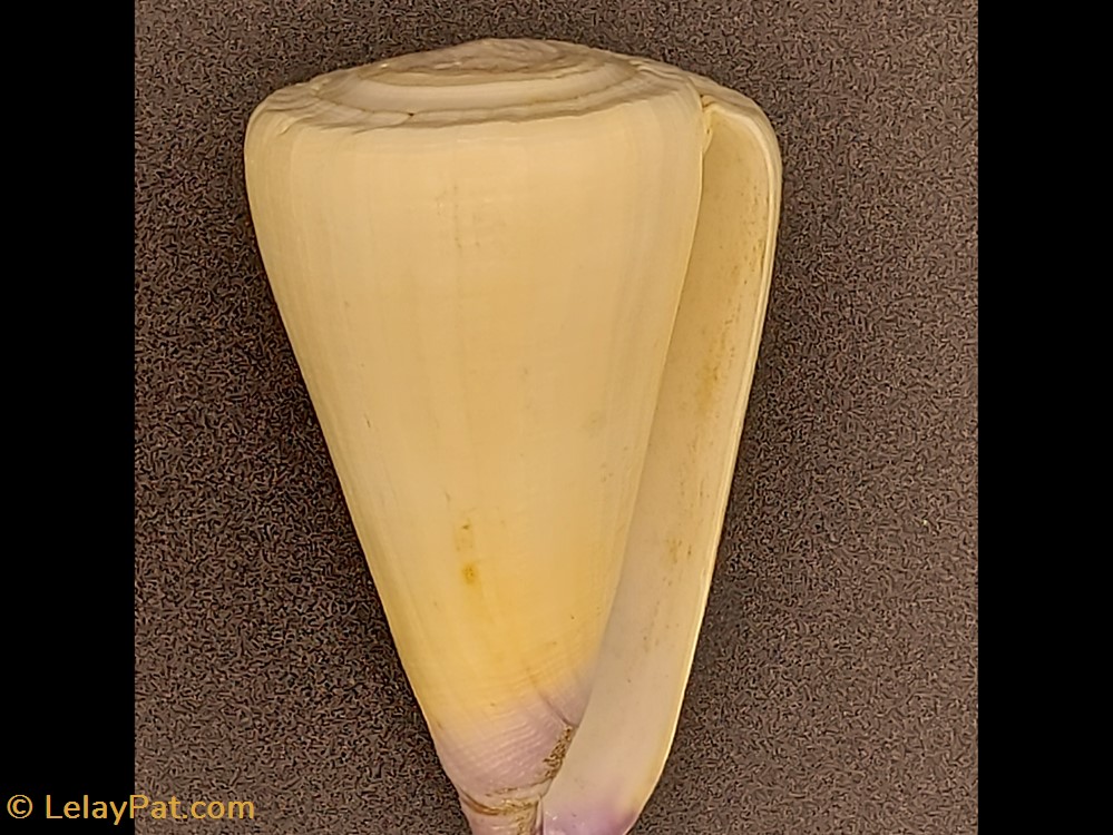coquillage fossile gastropodum conus virgo