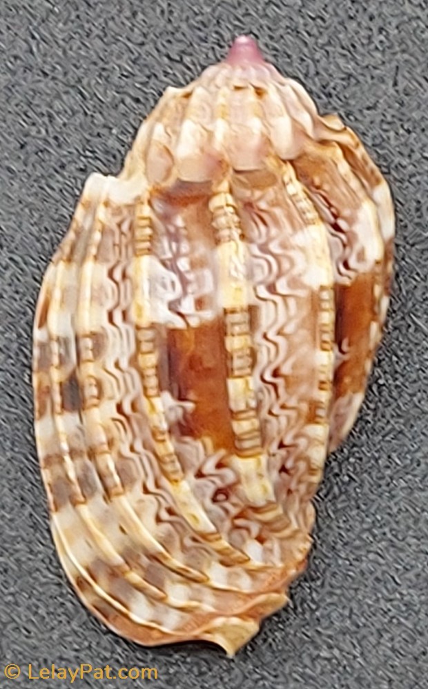 coquillage fossile gastropodum harpa amouretta crassa