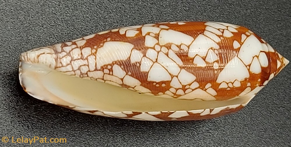 coquillage fossile gastropodum conus aulicus