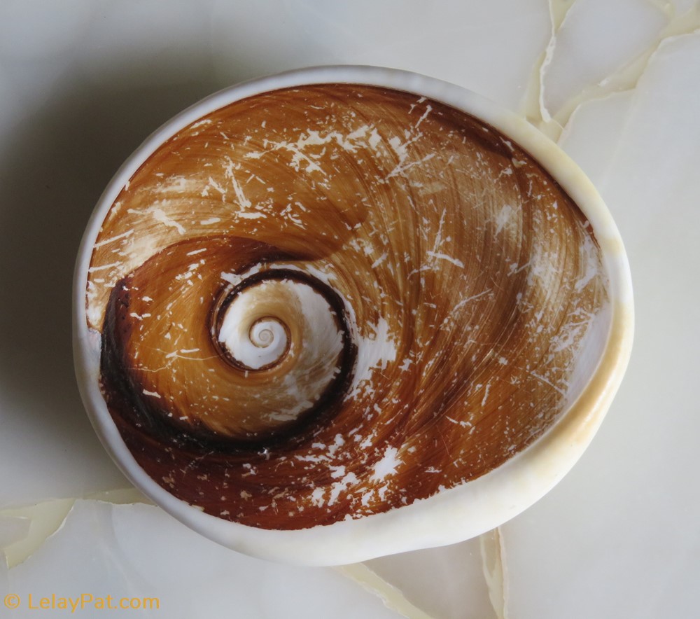 coquillage fossile gastropodum burgo opercule