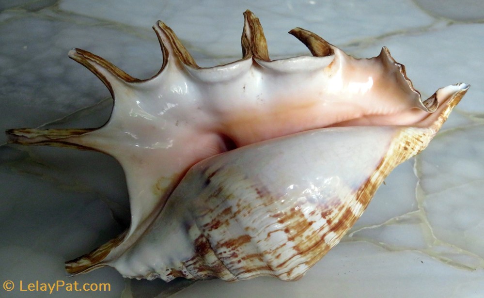 Lambis Truncata 4 coquillage fossile gastropodum lambis truncata