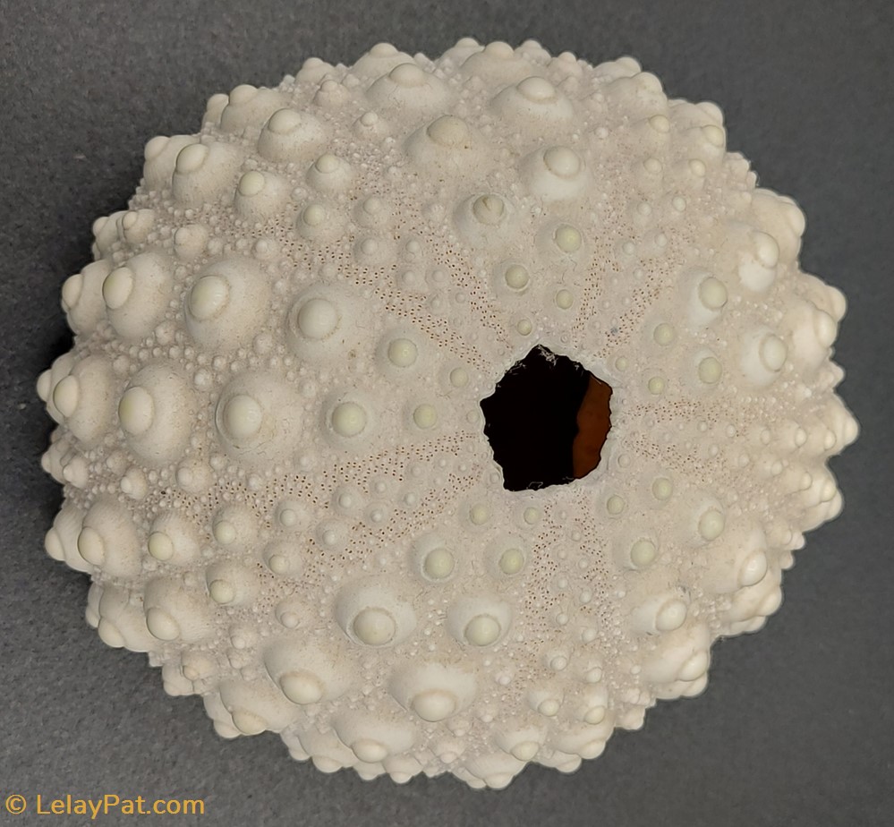 coquillage fossile test oursin crayon