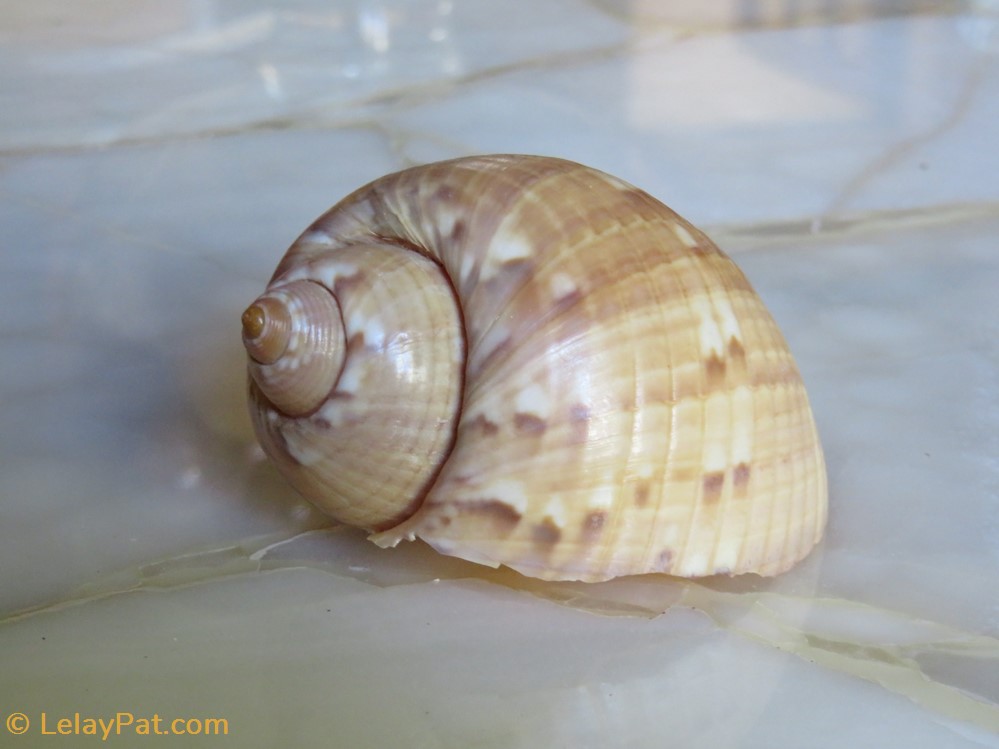 Tonna galea 5 coquillage fossile gastropodum tonna galea