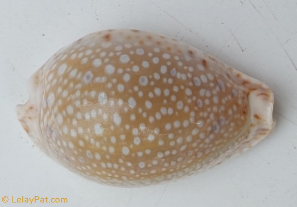 coquillage fossile gastropodum naria lamarckii