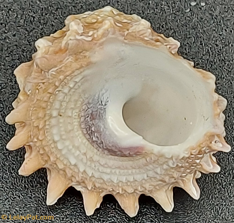 coquillage fossile gastropodum tectus dentatus