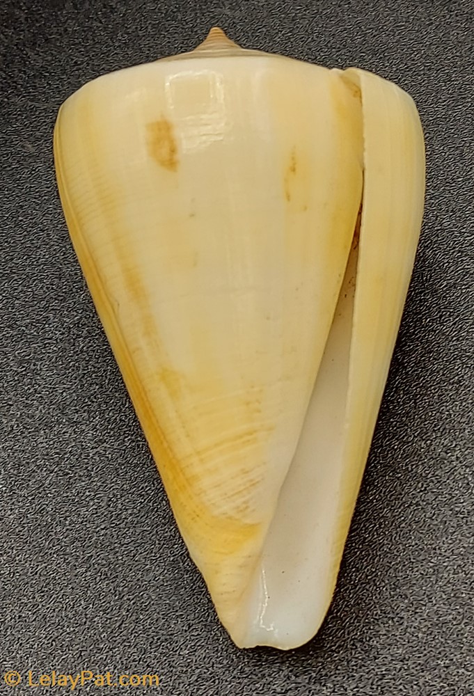 Conus quercinus (albonerosa) coquillage fossile gastropodum conus quercinus albonerosa