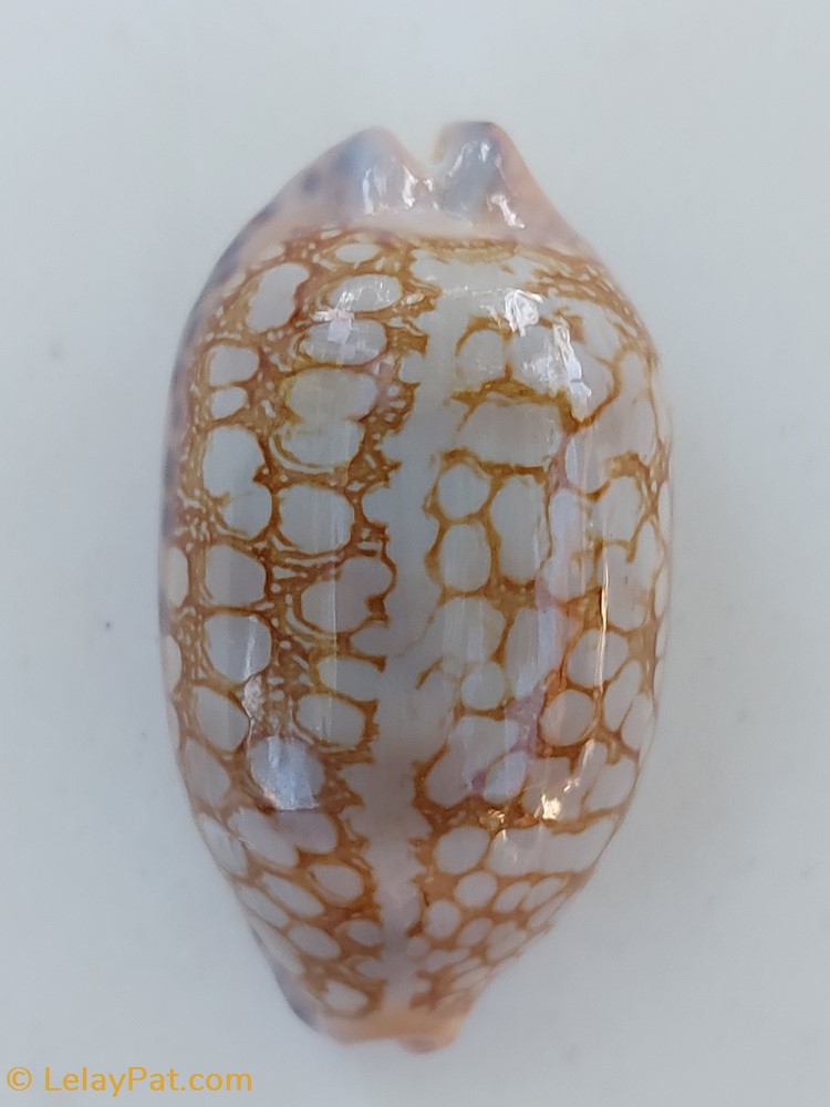 coquillage fossile gastropodum mauricia scurra