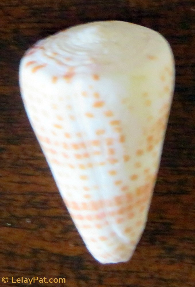 Conus tessulatus 5 coquillage fossile gastropodum conus tessulatus
