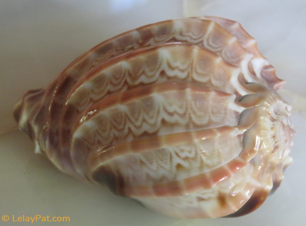 Harpa major coquillage fossile gastropodum harpa major
