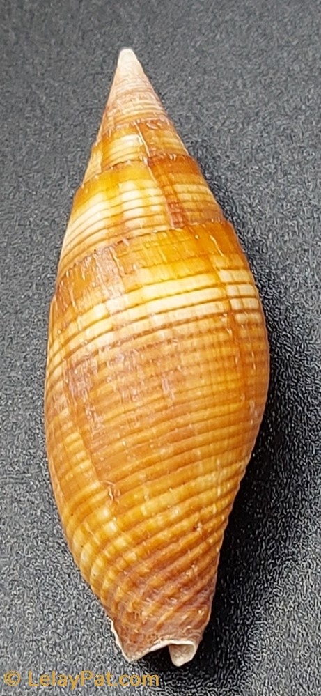 Strigatella ambigua coquillage fossile gastropodum strigatella ambigua