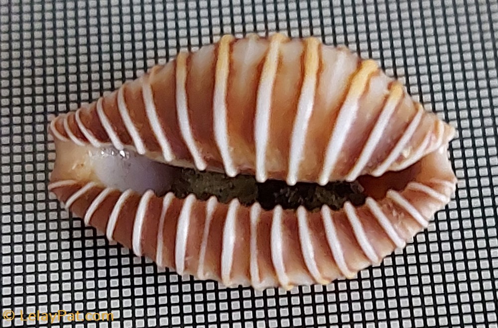 coquillage fossile gastropodum jeneria pustulata