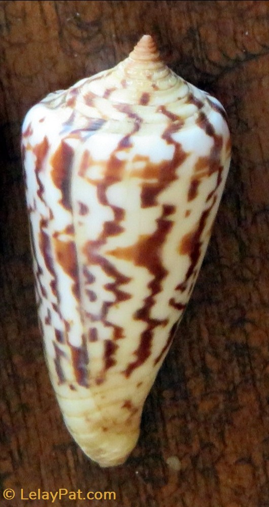 Conus janus 2 coquillage fossile gastropodum conus janus
