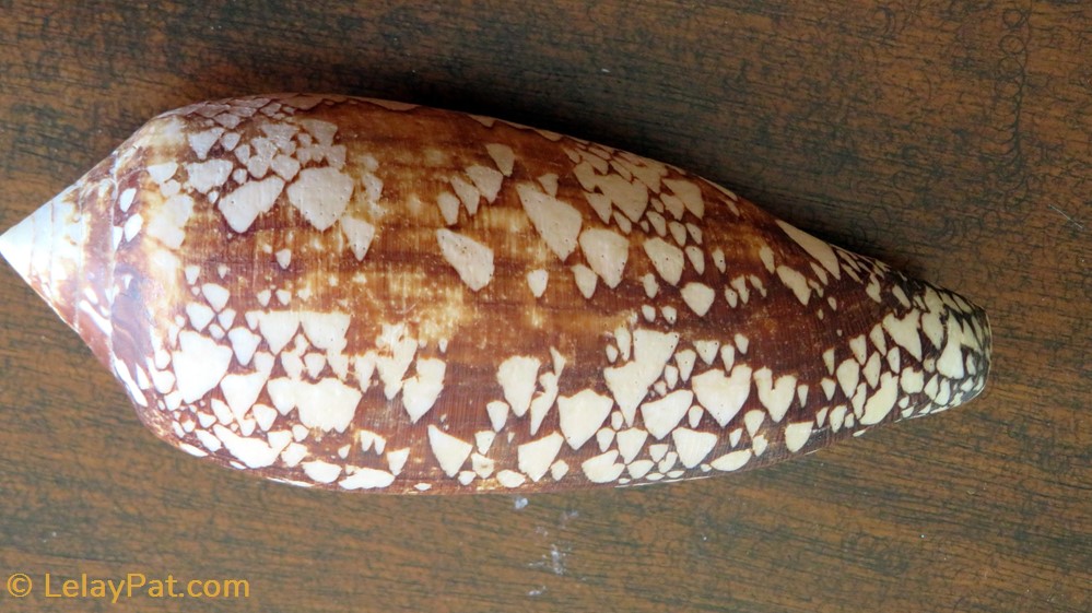 coquillage fossile gastropodum conus aulicus geant