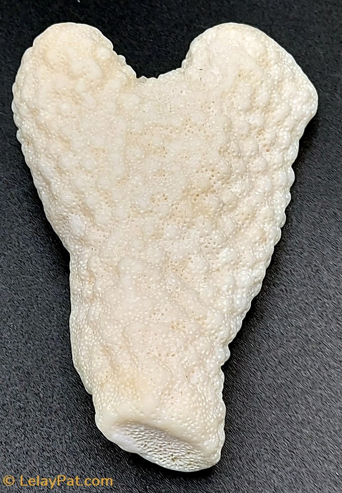 Acropora retusa 2 coquillage fossile cnidaire anthozoa coraux anemone acropora retusa